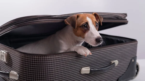 O cão está escondido numa mala num fundo branco. Jack Russell Terrier espreita para fora de sua bagagem saco — Fotografia de Stock