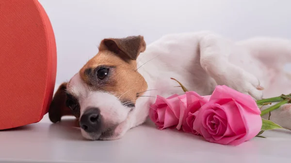 Un lindo perro se encuentra junto a una caja en forma de corazón y sostiene un ramo de rosas rosadas sobre un fondo blanco. Regalo de San Valentín — Foto de Stock