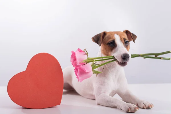 Πορτρέτο του αστείου σκύλου Jack Russell Terrier με λουλούδια στα δόντια και κουτιά του σε μορφή καρδιάς. Ημέρα του Αγίου Βαλεντίνου ευχετήρια κάρτα — Φωτογραφία Αρχείου