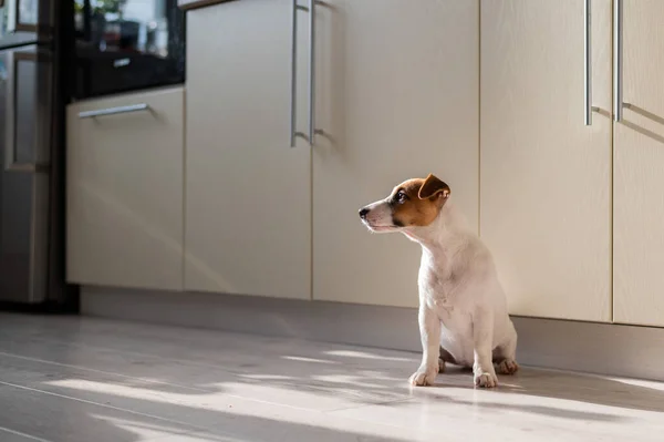 Perro jack russell terrier sentado en la cocina solo. — Foto de Stock