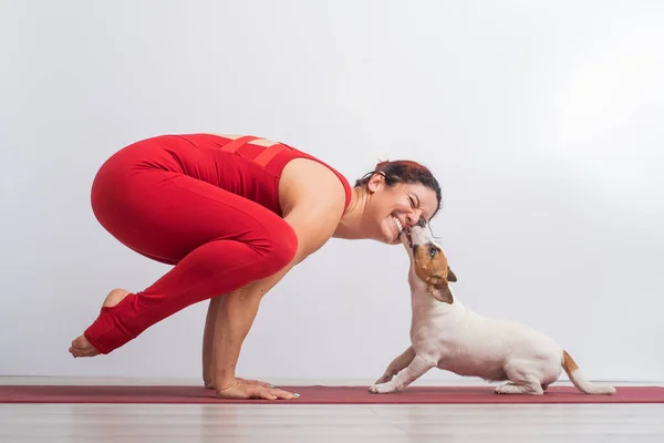 Caucasian woman practices yoga in a red bodysuit with her dog Jack Russell Terrier on a white background. The girl stands in the bokasana pose — Stock Photo, Image