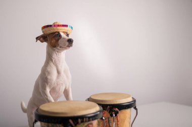 Şapkalı komik bir köpek mini bongo davulları çalıyor. Jack Russell Terrier hasır şapkalı geleneksel bir etnik perküsyon enstrümanının yanında