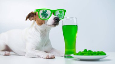 Elinde bir kupa yeşil bira ve beyaz arka planda komik gözlüklü fındıklı sandviç. Jack Russell Terrier Aziz Patrick gününü kutluyor.