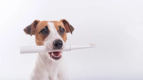 Jack Russell terrier dog segura uma escova de dentes elétrica em sua boca em um fundo branco. Conceito de higiene oral em animais. Espaço de cópia — Fotografia de Stock