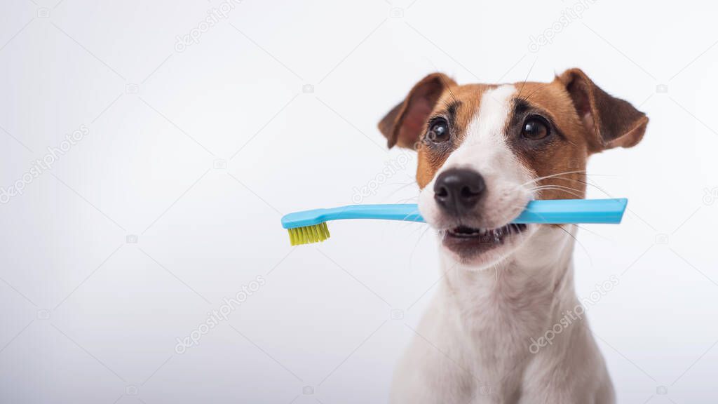 Smart dog jack russell terrier holds a blue toothbrush in his mouth on a white background. Oral hygiene of pets. Wide screen