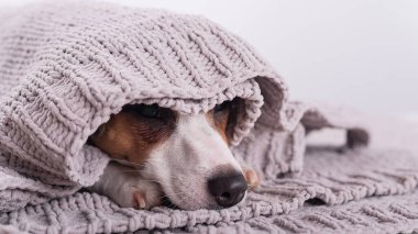 Gri bir ekoseyle kaplı şirin küçük bir köpek. Jack Russell Terrier 'ın namlu ağzı battaniyenin altından sarkıyor.