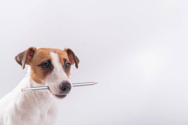 Köpek Jack Russell Terrier beyaz arka planda ağzında basit bir kalem tutuyor.