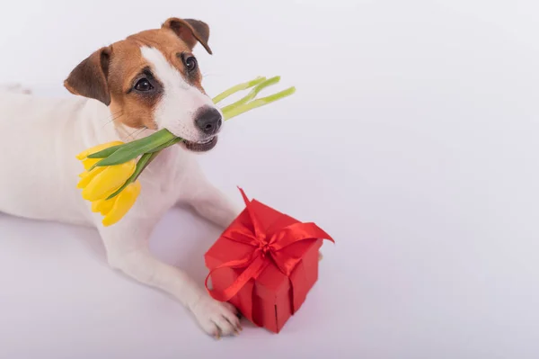 Seekor anjing lucu terletak di samping kotak hadiah merah dan memegang buket tulip kuning di mulutnya dengan latar belakang putih. Kartu ucapan untuk Hari Wanita Internasional pada 8 Maret — Stok Foto