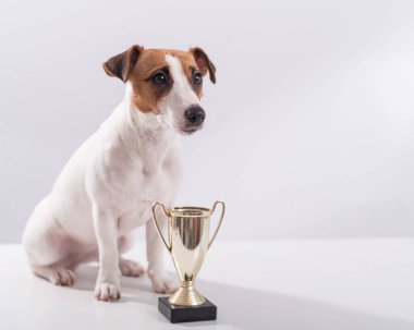 Jack Russell Terrier köpeği beyaz arka planda kazanan kupanın yanında oturuyor.