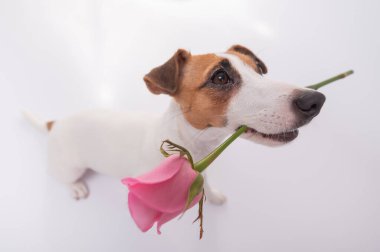 Beyaz arka planda ağzında pembe bir gül olan komik bir köpeğin üst görüntüsü. Geniş açı.