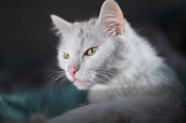 Yatağın üzerinde beyaz tüylü bir kedi portresi