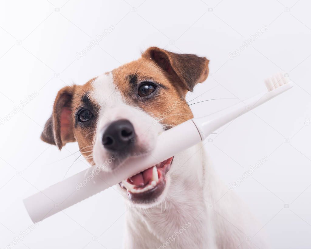 Jack russell terrier dog holds an electric toothbrush in his mouth on a white background. Oral hygiene concept in animals.