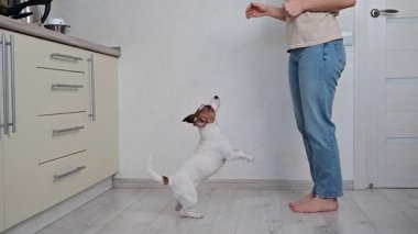Köpek yükseğe zıplar. Yüzü olmayan bir kadın Jack Russell Terrier 'ı eğitiyor. Yavaş çekim.