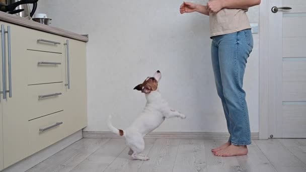 El perro salta alto. Una mujer sin rostro está entrenando a Jack Russell Terrier. Movimiento lento. — Vídeos de Stock