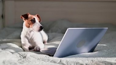 Akıllı köpek Jack Russell Terrier dizüstü bilgisayarın yanında yatıyor..