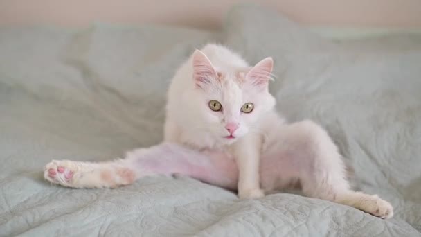 Bílá chlupatá kočka sedí na posteli a olizuje se. — Stock video