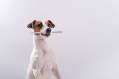 Köpek Jack Russell Terrier beyaz arka planda ağzında basit bir kalem tutuyor.