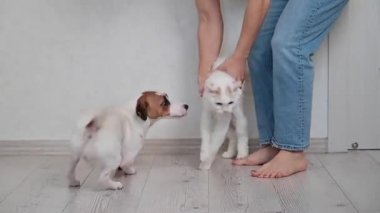Aktif komik köpek kediyle oynamaya çalışır ve kedi direnir..