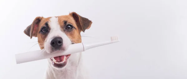 Thriller uitzetten Machtigen Afbeeldingen Elektrische tandenborstel hond, stockfoto's | Depositphotos®