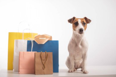 Köpek alışverişi. Jack Russell Terrier ve beyaz arka planda farklı kese kağıtları.