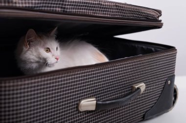 Beyaz bir kedi kareli bir bavuldan dışarı bakar.