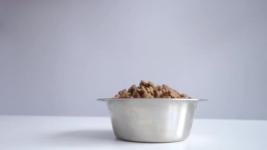 Aç köpek Jack Russell Terrier beyaz arka planda kuru yiyecek demir tabağı yiyor.