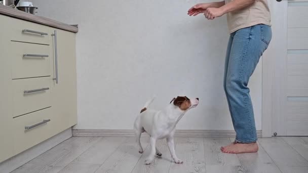 El perro salta de las piernas de los propietarios y de la pared. Una mujer sin rostro está entrenando a Jack Russell Terrier. Movimiento lento. — Vídeos de Stock