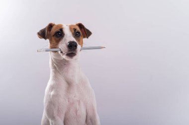 Köpek Jack Russell Terrier beyaz arka planda ağzında basit bir kalem tutuyor.