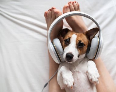Şirin köpek Jack Russell Terrier sahibinin bacaklarının üzerinde sırt üstü uzanıyor ve kulaklıkla müzik dinliyor..