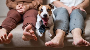 Sevimli bir köpek Jack Russell Terrier kravat takıyor ve iki çıplak ayaklı kadınla kanepeye oturup esniyor.