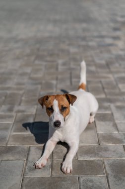 Kısaltılmış Jack Russell Terrier 'ın yakın plan portresi.