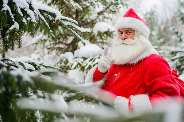 Překvapený Santa Claus prochází zasněženým jehličnatým lesem na severním pólu v Laponsku. Veselé Vánoce. Pohlednice. — Stock fotografie