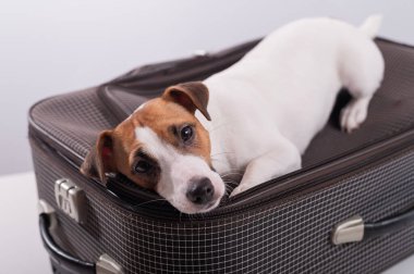 Jack Russell Terrier beyaz arka planda bir bavulun üzerinde tatil için bekliyor. Köpek sahipleriyle bir yolculuğa çıkıyor.
