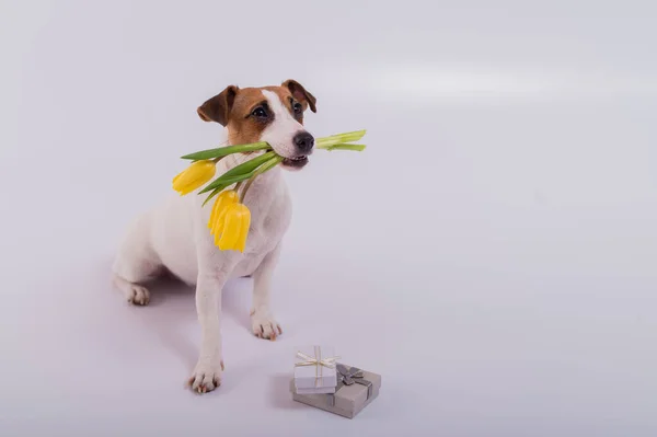 Милий пес сидить поруч із подарунковою коробкою і тримає букет жовтих тюльпанів у роті на білому тлі. Вітальна листівка на Міжнародний день жінок 8 березня — стокове фото