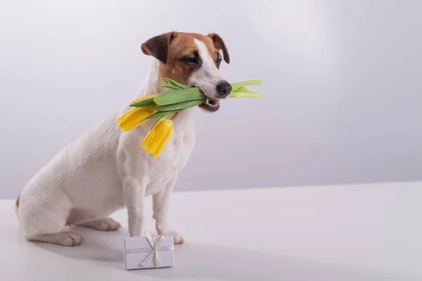 Uroczy pies siedzi obok pudełka z prezentami i trzyma bukiet żółtych tulipanów w ustach na białym tle. Karta okolicznościowa na Międzynarodowy Dzień Kobiet 8 marca — Zdjęcie stockowe