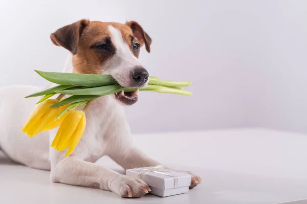 Seekor anjing lucu terletak di samping kotak hadiah dan memegang di mulutnya buket tulip kuning pada latar belakang putih. Kartu ucapan untuk Hari Wanita Internasional pada 8 Maret — Stok Foto