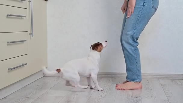 Il cane salta rapidamente dalle gambe dei proprietari e dal muro. Una donna senza volto sta addestrando un Jack Russell Terrier — Video Stock