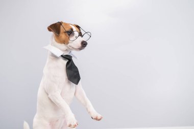 Beyaz arka planda gözlüklü ve kravatlı teriyer köpeği Jack Russell. Boşluğu kopyala