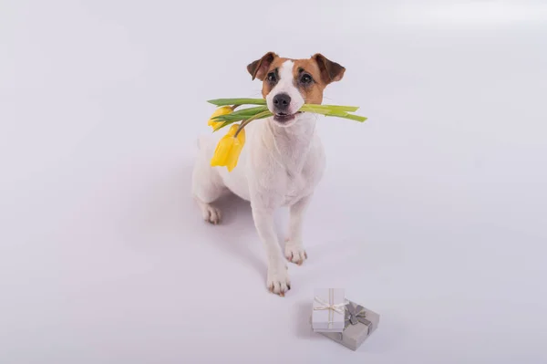 Милий пес сидить поруч із подарунковою коробкою і тримає букет жовтих тюльпанів у роті на білому тлі. Вітальна листівка на Міжнародний день жінок 8 березня — стокове фото