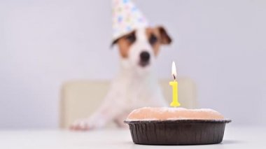 Şenlik şapkalı şirin bir köpek elinde yanan bir mum olan bir pastanın önünde oturuyor. Jack Russell Terrier doğum gününü kutluyor.