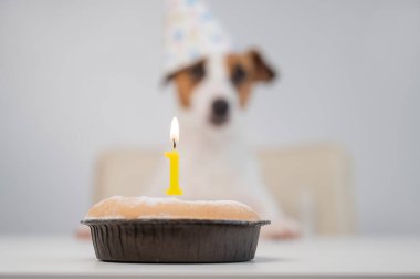 Şenlik şapkalı şirin bir köpek elinde yanan bir mum olan bir pastanın önünde oturuyor. Jack Russell Terrier doğum gününü kutluyor.
