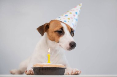 Şenlik şapkalı şirin bir köpek elinde yanan bir mum olan bir pastanın önünde oturuyor. Jack Russell Terrier doğum gününü kutluyor.