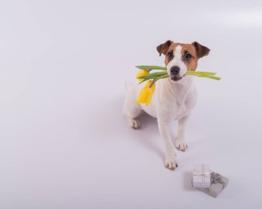 Şirin bir köpek hediye kutusunun yanında oturur ve beyaz arka planda ağzında sarı lale buketi tutar. 8 Mart 'ta Uluslararası Kadınlar Günü için tebrik kartı