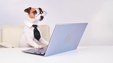 Gözlüklü ve kravatlı köpek Jack Russell Terrier masada oturuyor ve beyaz arka planda bir bilgisayarda çalışıyor. Patron evcil hayvanın komik tasviri..