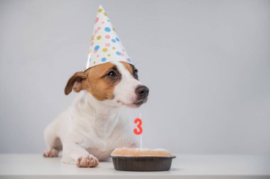 Jack Russell Terrier 'ın beyaz arka planda mumlu turta şapkalı hâli. Köpek üçüncü doğum gününü kutluyor.
