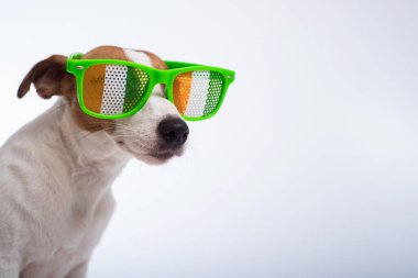 Beyaz arka planda komik gözlüklü köpek Jack Russell Terrier 'ın portresi. Aziz Patrick Günü Tatil Konsepti