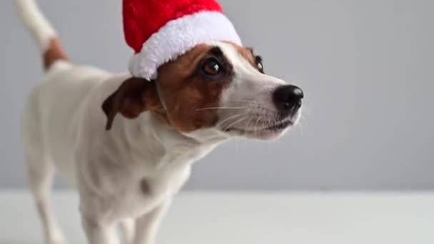 Drôle amical chien jack russell terrier dans santa claus chapeau sur fond blanc. — Video