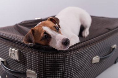 Jack Russell Terrier beyaz arka planda bir bavulun üzerinde tatil için bekliyor. Köpek sahipleriyle bir yolculuğa çıkıyor.