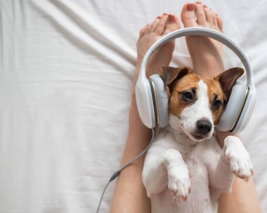 Şirin köpek Jack Russell Terrier sahibinin bacaklarının üzerinde sırt üstü uzanıyor ve kulaklıkla müzik dinliyor..