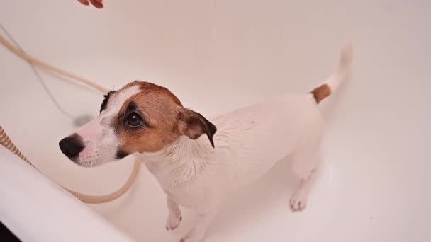 Uma mulher lava o infeliz cão Jack Russell Terrier no banho. Movimento lento — Vídeo de Stock